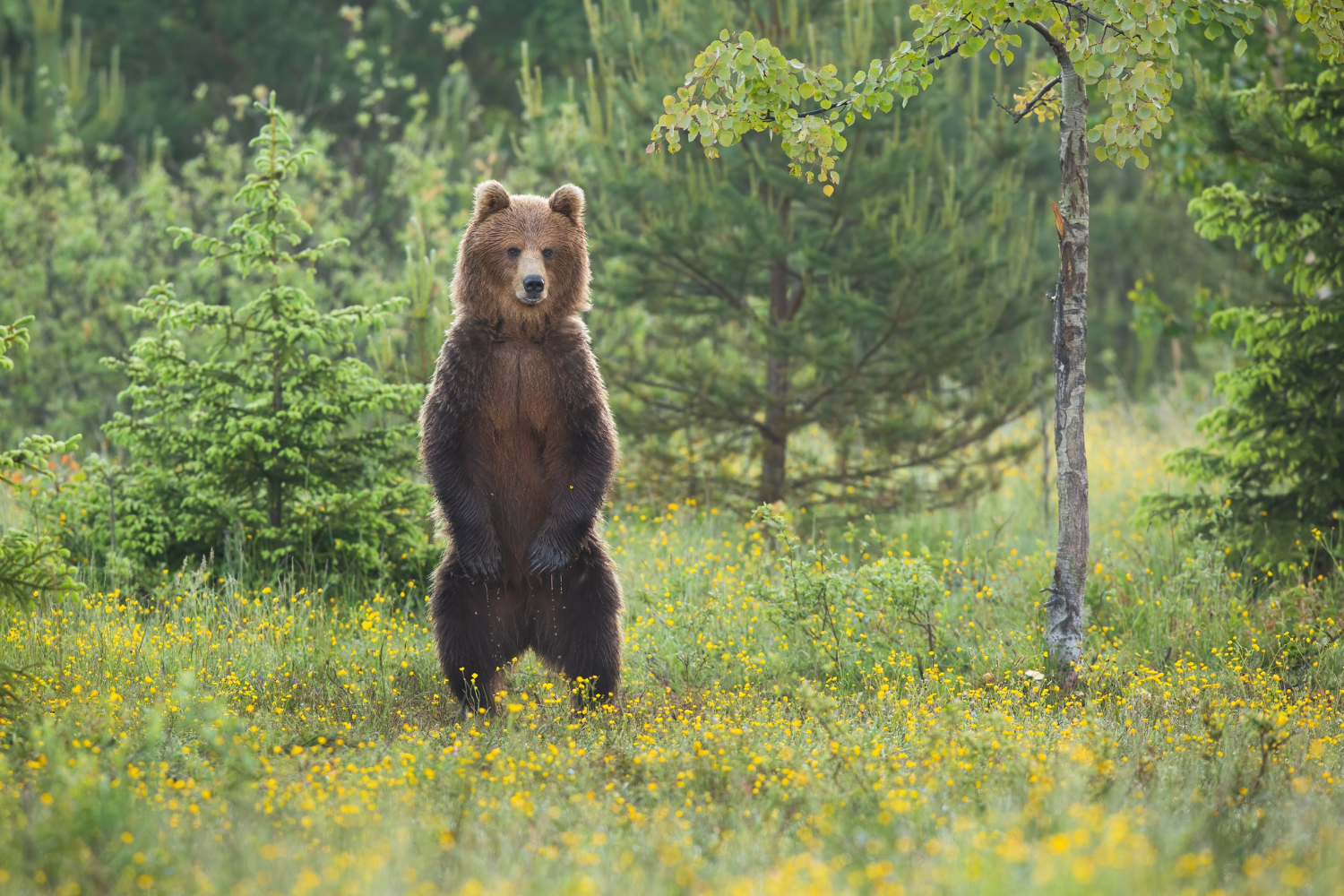 How to Repel Bears While Camping